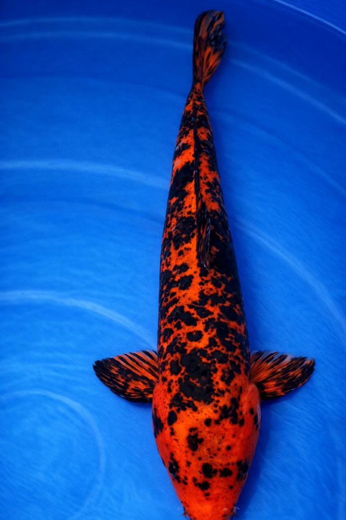 Kage Hi Utsuri 35-39 cm Sansai, Karper of Koi