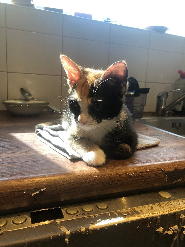 Kittens, jongetje en meisje!, Dieren en Toebehoren, Katten en Kittens | Overige Katten, Kater, Kortharig, 0 tot 2 jaar