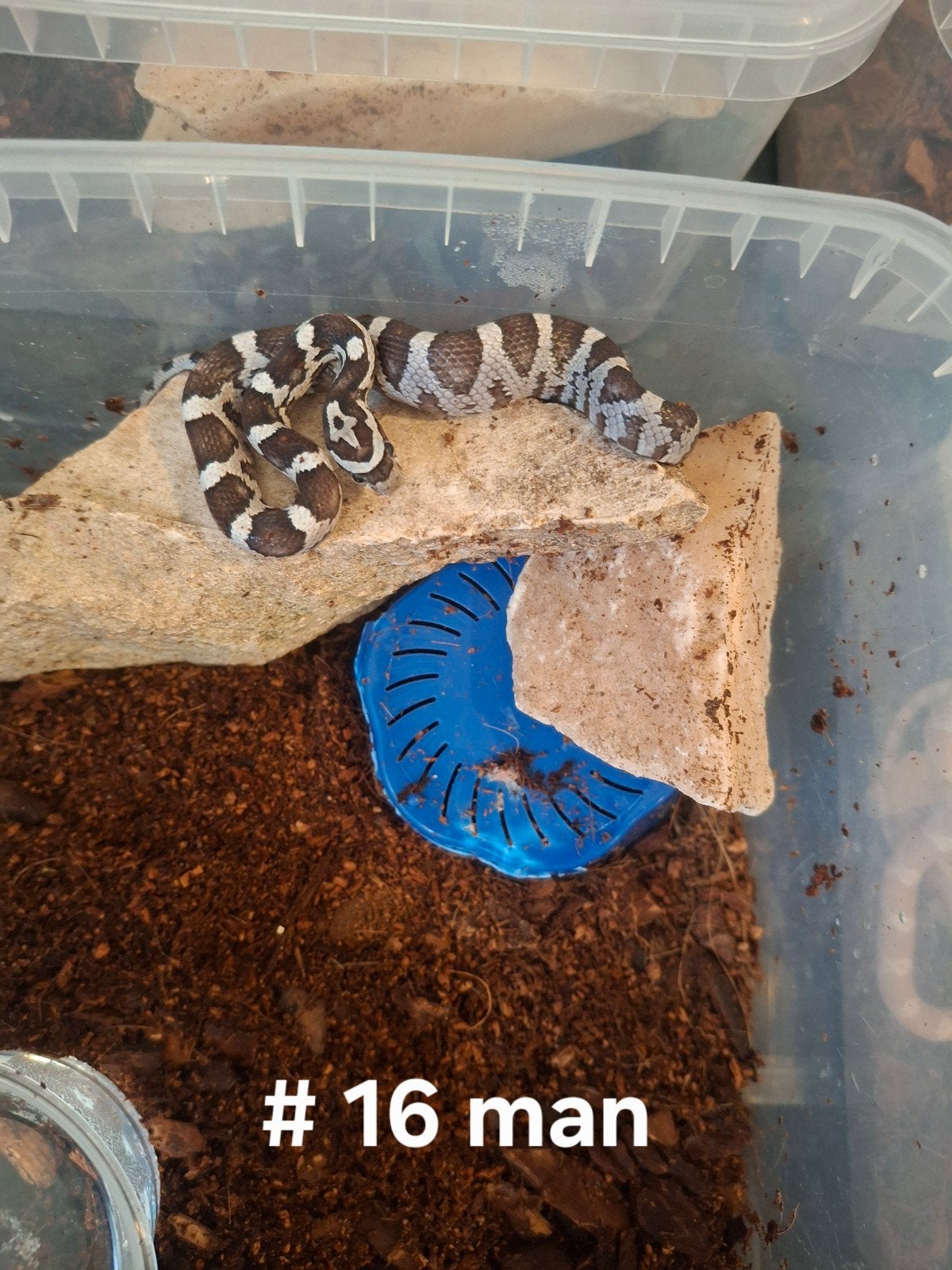rattenslang nakweek 2026 Pantherophis guttatus Corn Snake photo 13