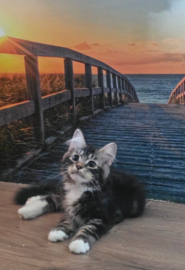 Prachtige en raszuivere Siberische kittens met stamboom, Dieren en Toebehoren, Katten en Kittens | Raskatten | Langhaar, Meerdere dieren