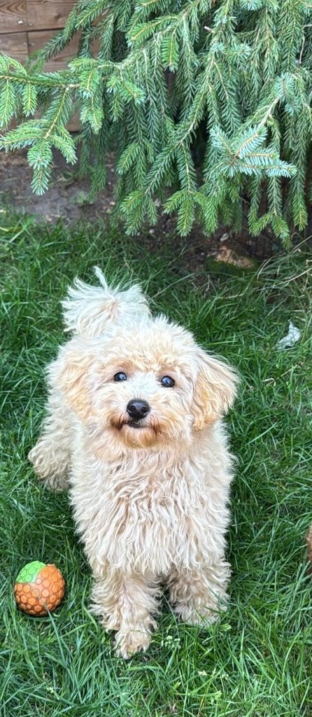 Maltipoo pup, 15 weken tot 1 jaar, Overige rassen, Teef, Parvo