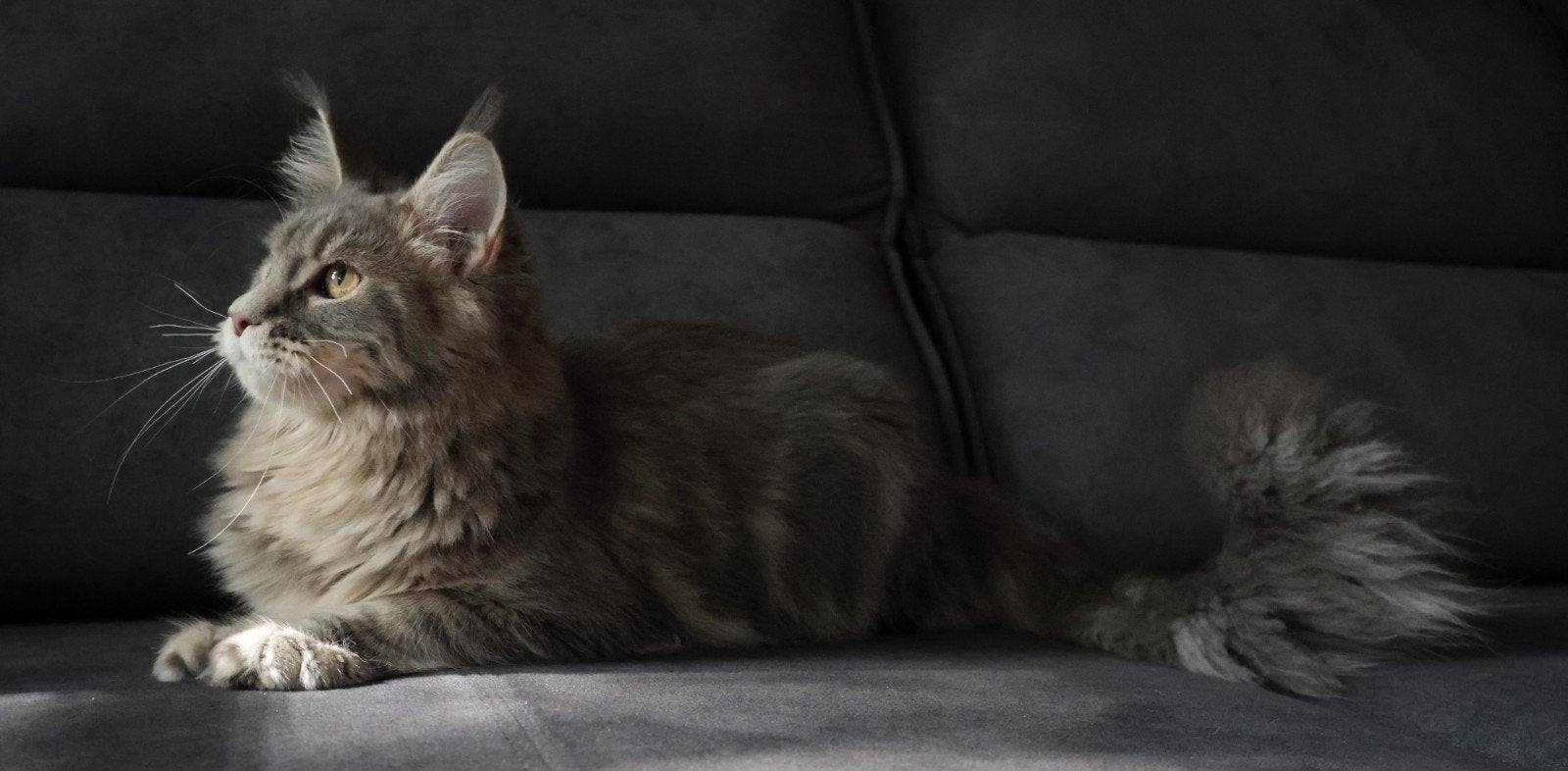 Prachtig Maine Coon Poesje Met Stamboom!, Dieren en Toebehoren, Poes, Met stamboom, 0 tot 2 jaar