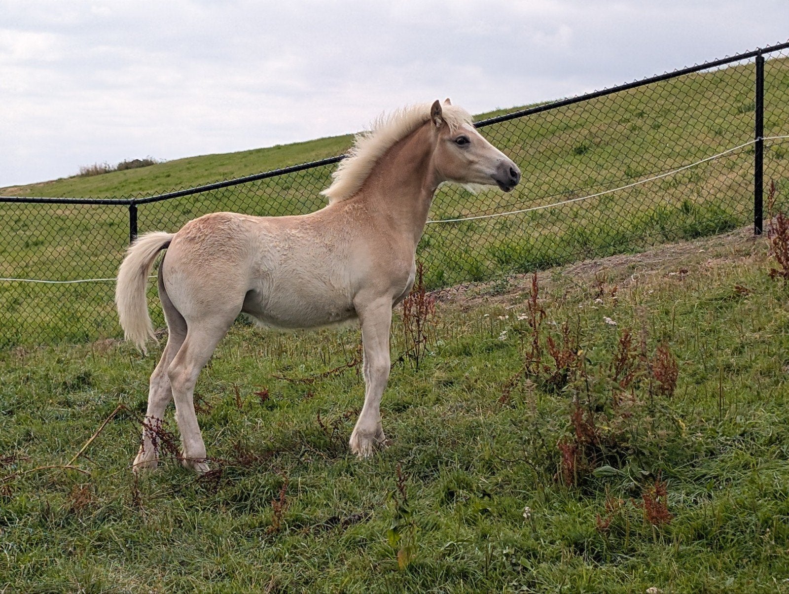 Haflinger hengst veulen, E pony (1.48m - 1.57m), Met stamboom, Niet van toepassing, 0 tot 2 jaar
