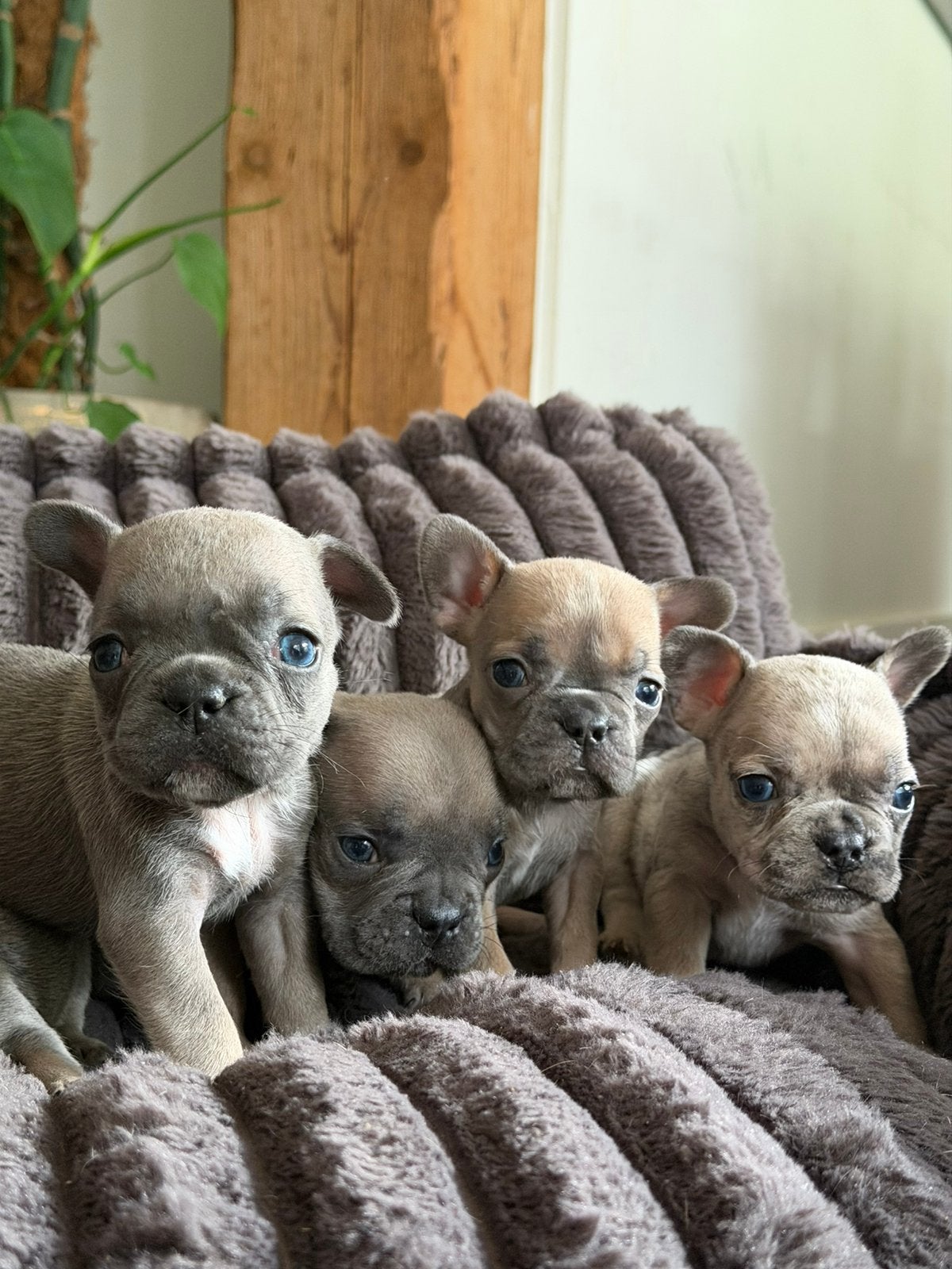 Hele mooie blue fawn Franse bulldog pups!, Dieren en Toebehoren, 8 tot 15 weken, Bulldog, Meerdere, Meerdere dieren