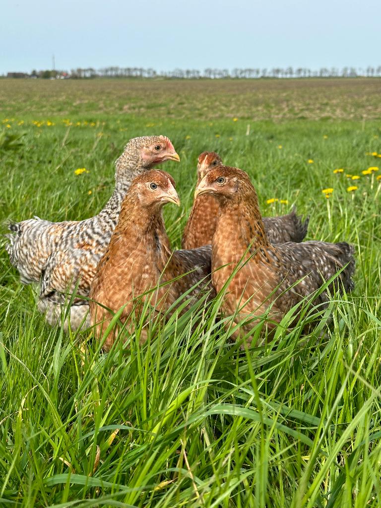 Jonge tamme Bielefelder kippen gesekst & ingeënt, Dieren en Toebehoren, Pluimvee, Vrouwelijk, Kip