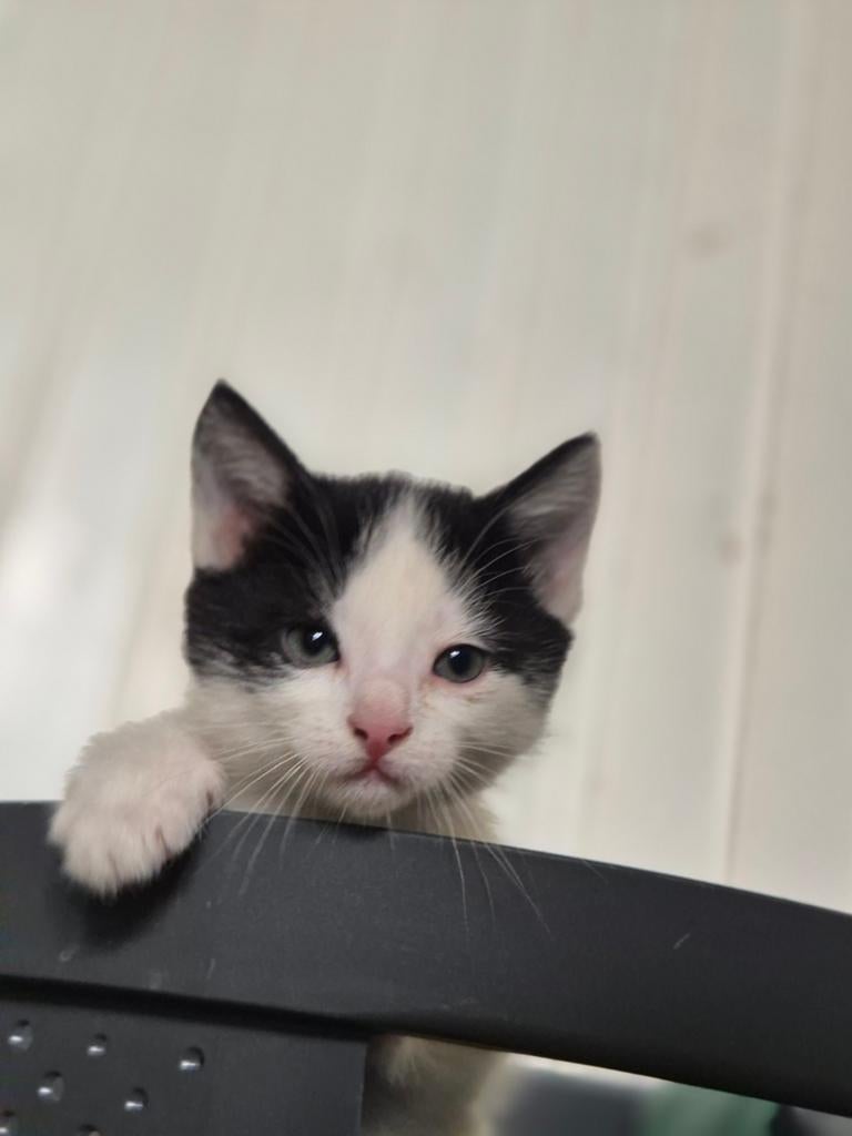Kittens, Meerdere dieren