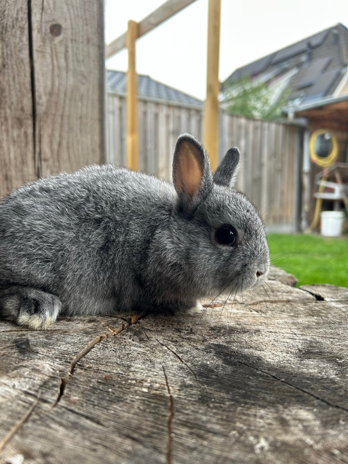 Kleurdwerg kleurdwergen chinchilla, Dieren en Toebehoren, Konijnen, Mannelijk, Dwerg