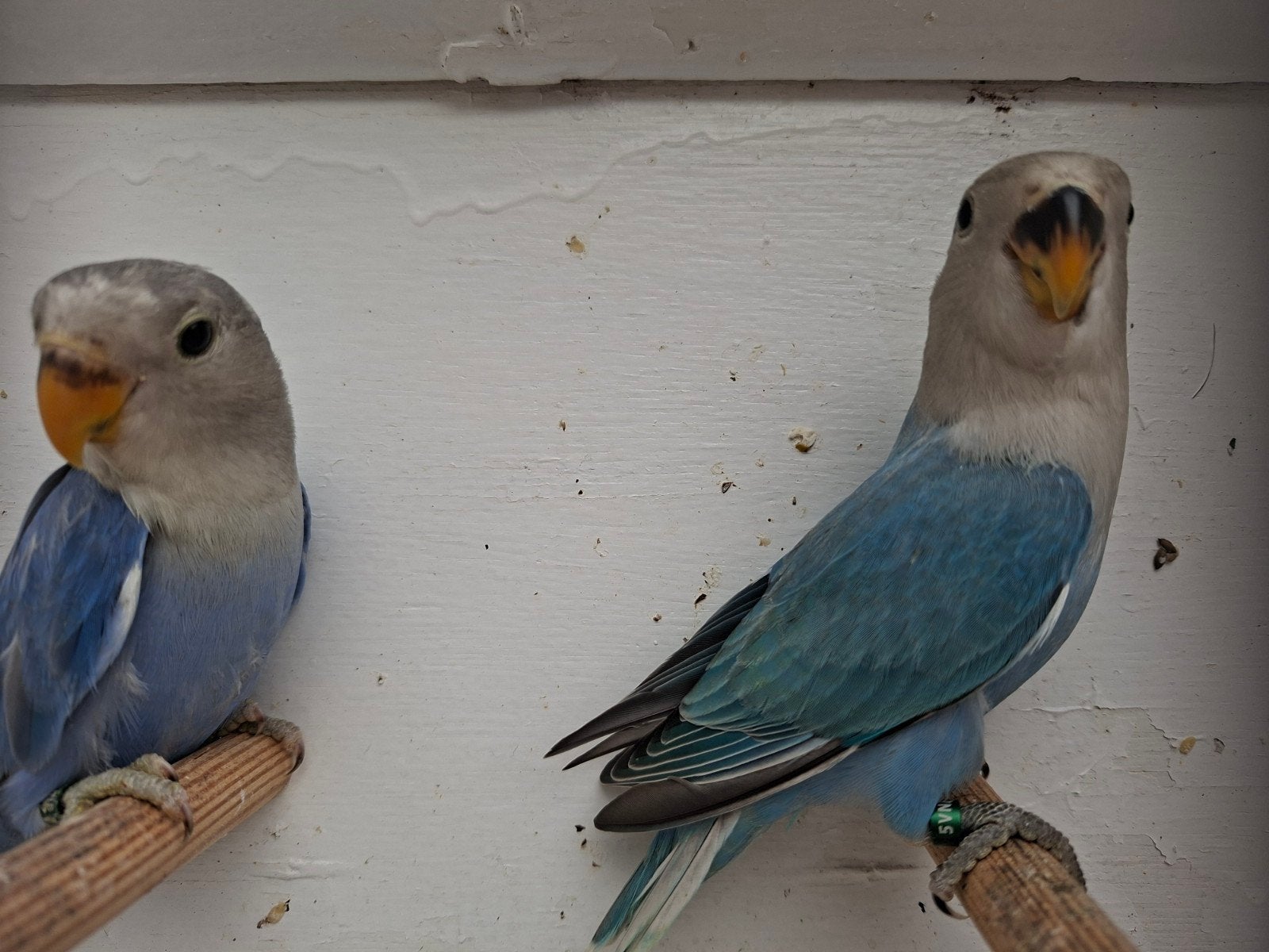 agaponis, Dieren en Toebehoren, Vogels | Parkieten en Papegaaien, Geslacht onbekend, Dwergpapegaai of Agapornis, Geringd
