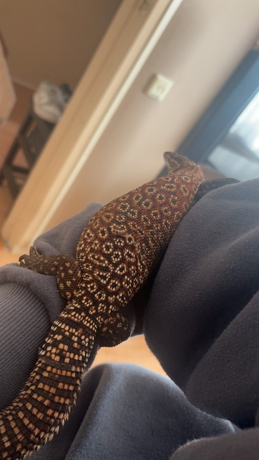 Ackie-monitor / Stekelstaartvaraan - Tam Monitor Lizard photo 2