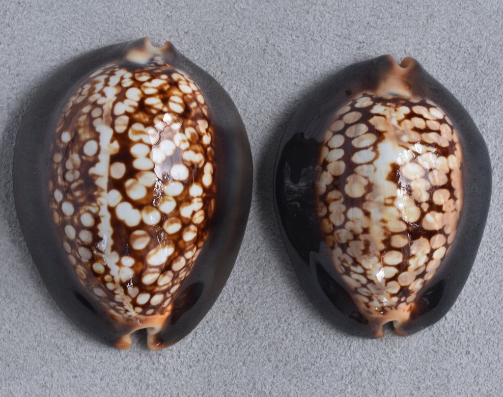Schelpen: Cypraea mauritiana albiflora 61,8-67,2mm Zeldzaam!, Ophalen of Verzenden, Schelp(en)
