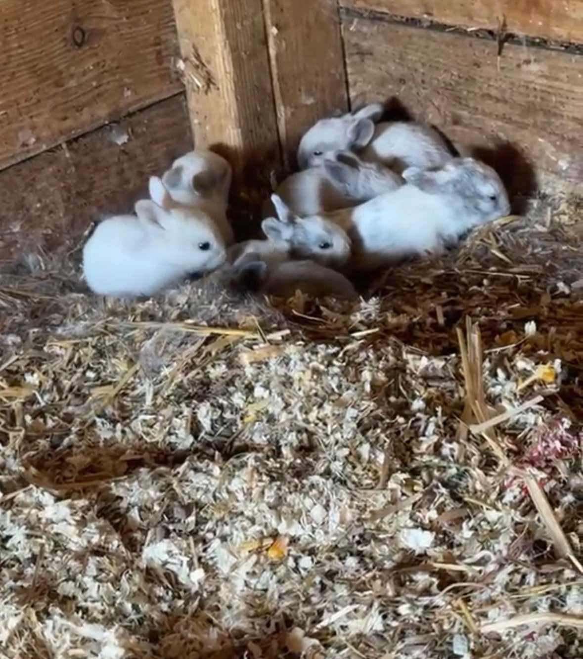 Baby konijntjes, Meerdere dieren, Dwerg, 0 tot 2 jaar