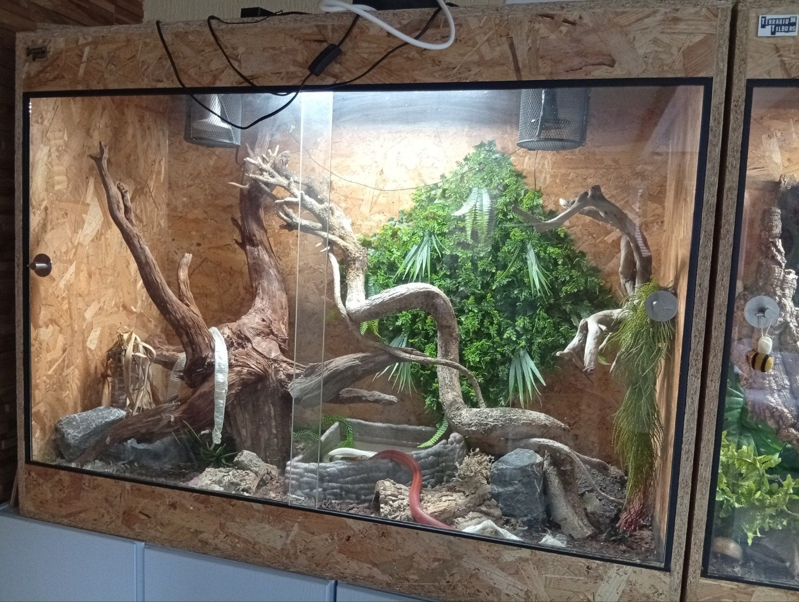 terraria met rattenslangen Rat Snake photo 4