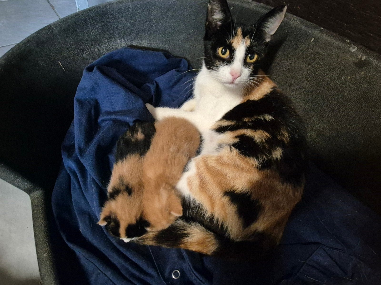 Boerderijkittens, Poes, Kortharig, 0 tot 2 jaar