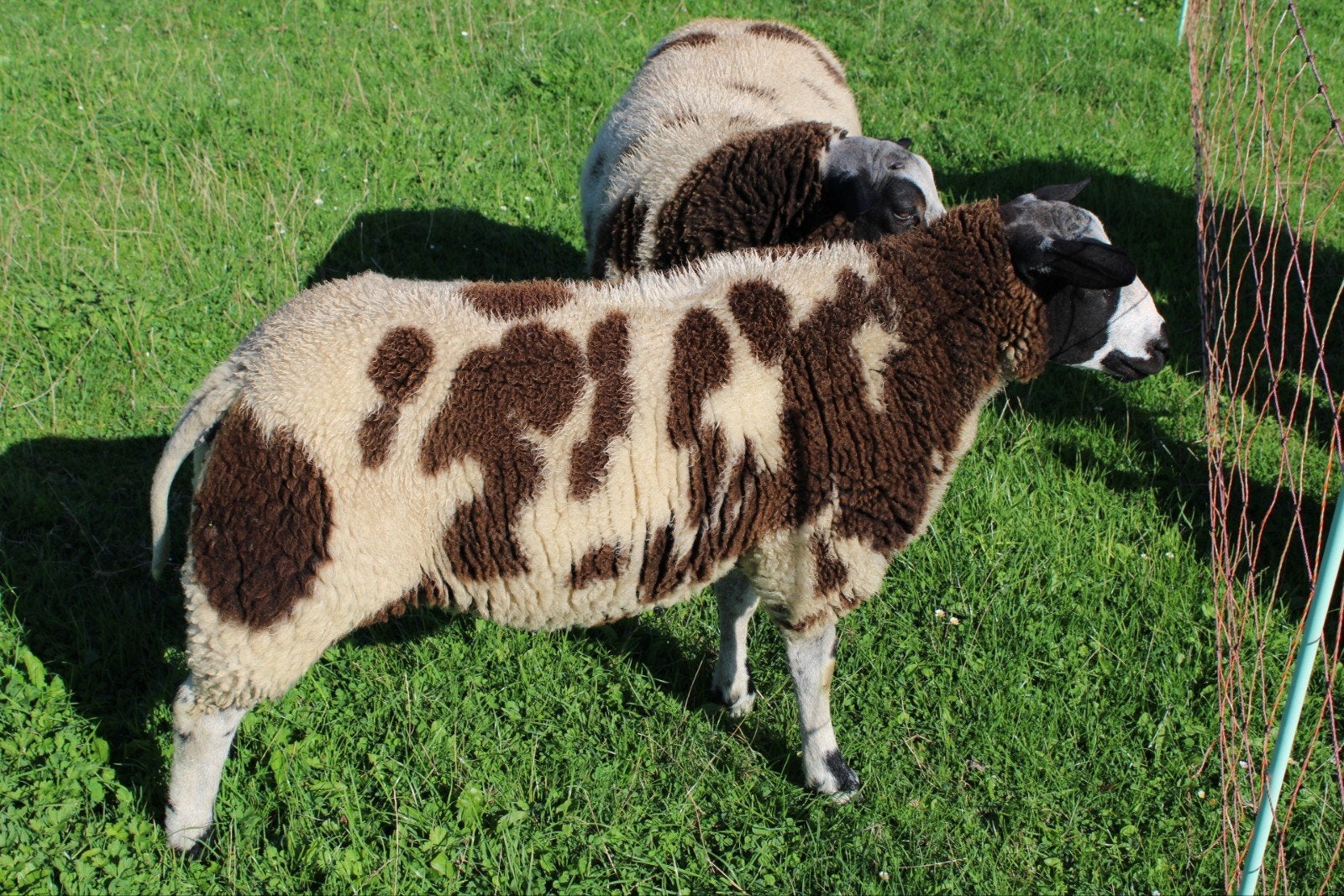 te koop dekram, Mannelijk, Schaap, 0 tot 2 jaar