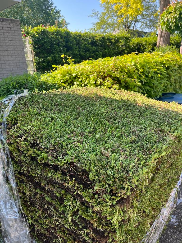 Sedum trays, sedum matten en toebehoren voor Groendak, Ophalen of Verzenden, Zo goed als nieuw