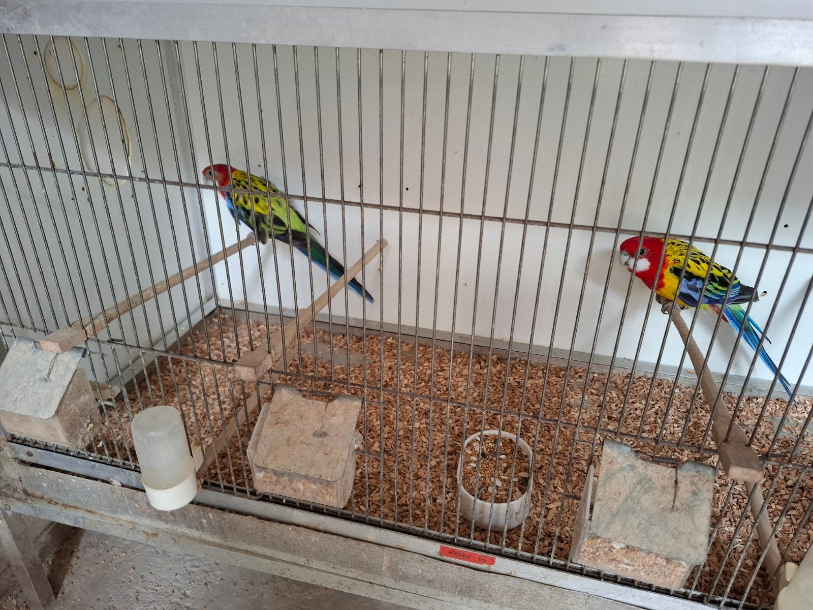 Koppel goudmantel rosella's, Dieren en Toebehoren, Vogels | Parkieten en Papegaaien, Meerdere dieren, Parkiet, Geringd