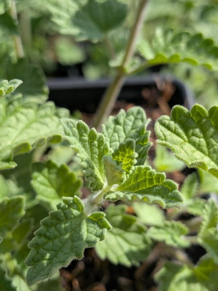 Nepeta walkers low/Kattenkruid p9, Volle zon, Vaste plant, Zomer, Ophalen
