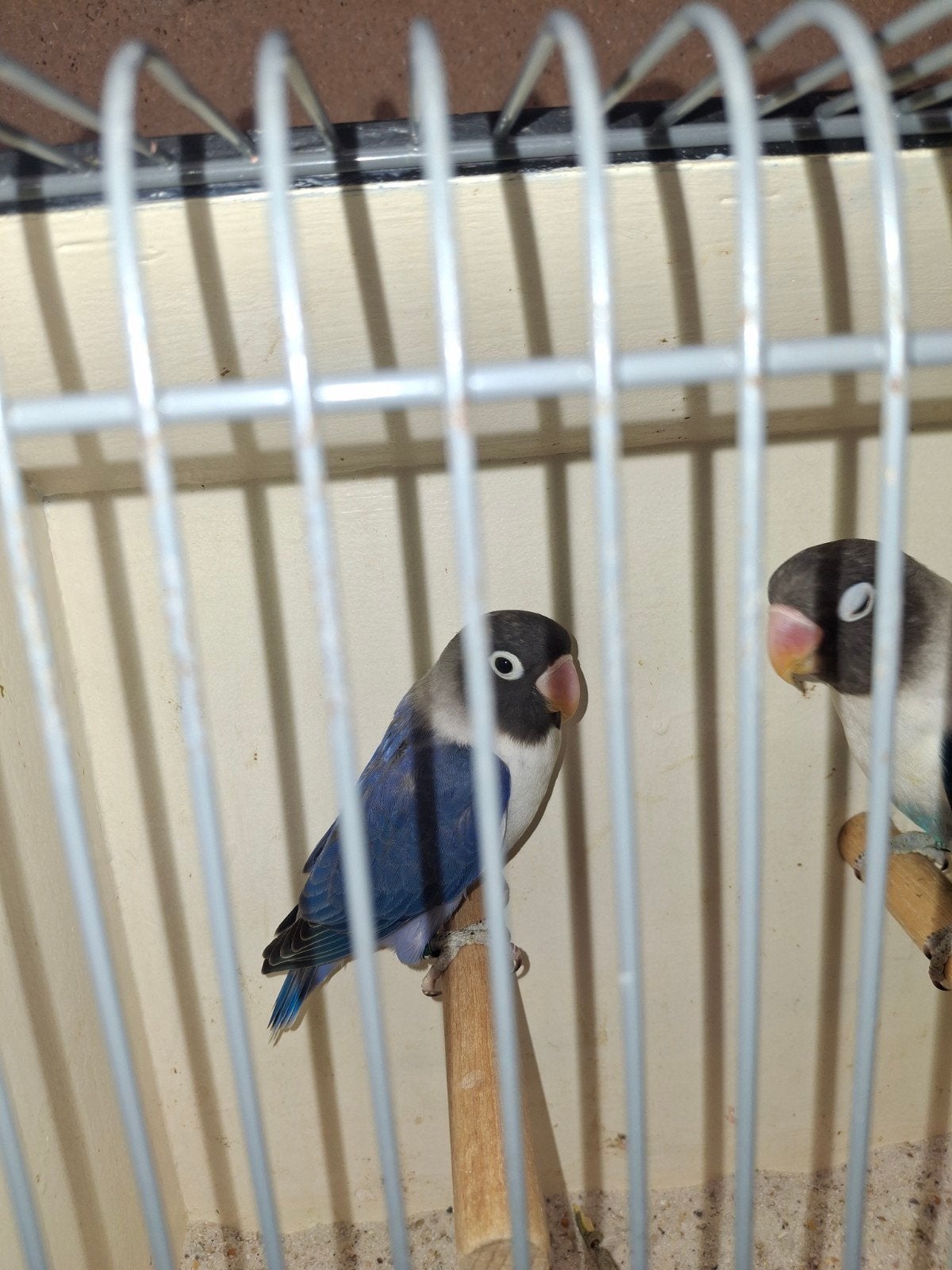 personata, Meerdere dieren, Dwergpapegaai of Agapornis, Geringd