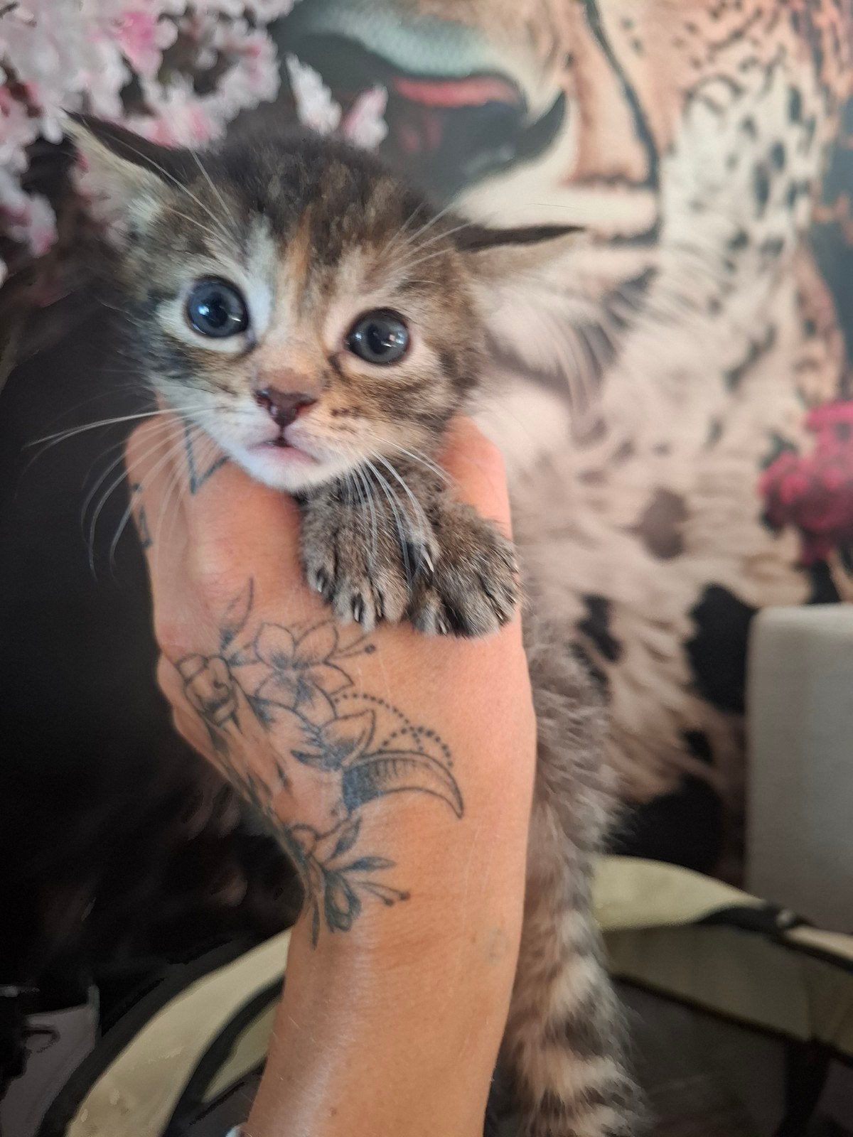 3 lieve mooie vrouwtjes kittens, Poes