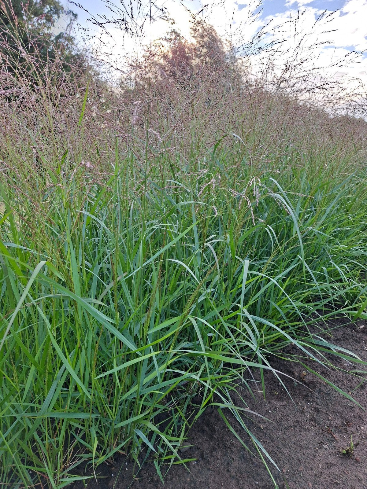 vaste planten en siergrassen uit pot en vollegrond, Ophalen of Verzenden, Vaste plant, Overige soorten, Volle zon