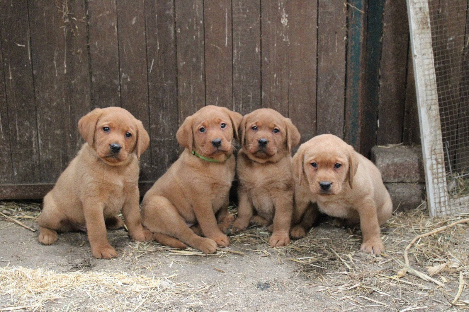 4 labrador retriever pups, Dieren en Toebehoren, Parvo, 8 tot 15 weken, Labrador retriever, Meerdere dieren