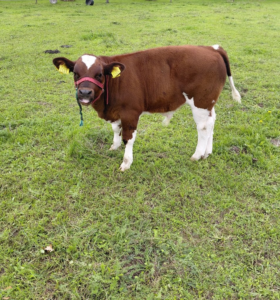 Stierkalf brandrode te koop, Dieren en Toebehoren, Mannelijk, 0 tot 2 jaar