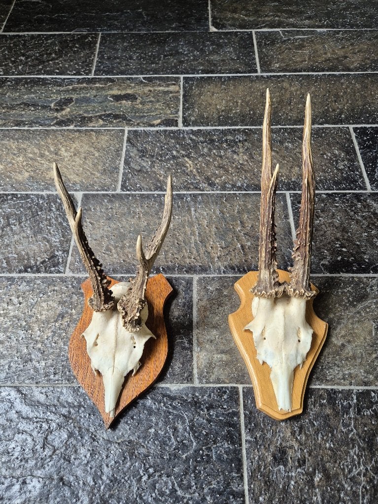 2 Prachtige Ree Geweien samen € 19 jacht hut mancave k56, Verzamelen, Dierenverzamelingen, Ophalen of Verzenden, Gebruikt, Hert