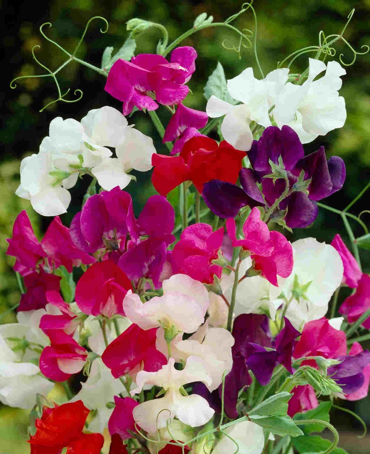 Lathyrus zaden - Prachtige, geurende bloemen 20 voor 1 euro, Ophalen of Verzenden, Najaar, Volle zon, Zaad
