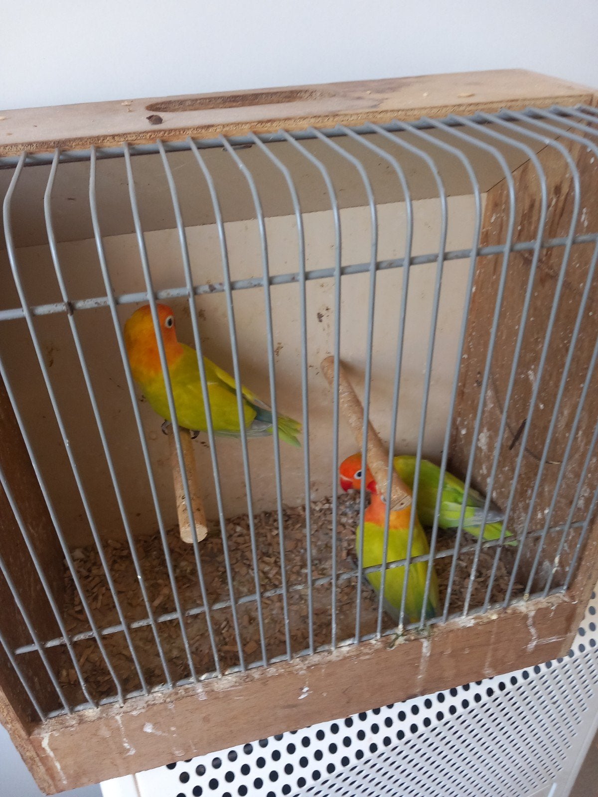 agapornis, Mannelijk, Dwergpapegaai of Agapornis, Geringd