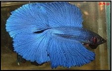 Betta - Super Delta Doubletail - Koidream Valburg