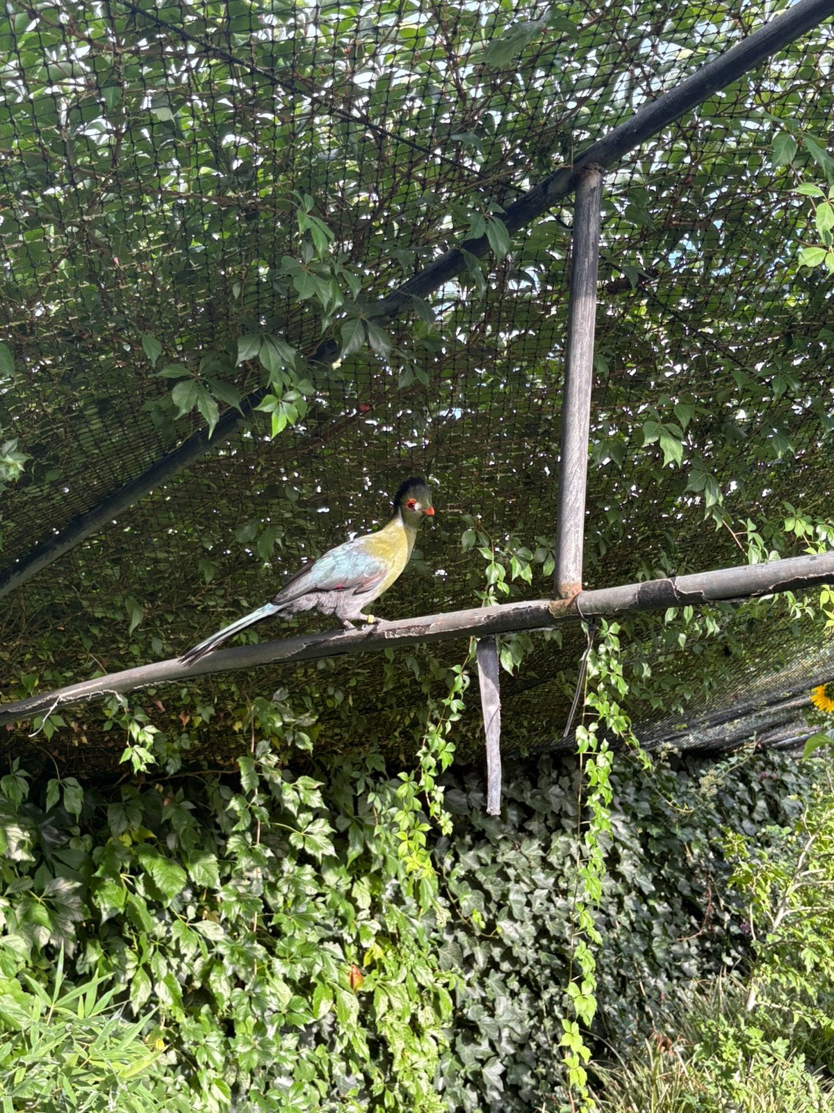Mooi kweekkoppel witwang toerako’s, Dieren en Toebehoren, Meerdere dieren, Tropenvogel, Geringd