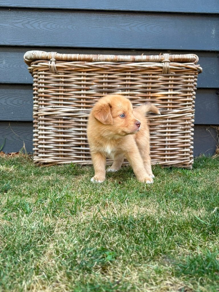 Pups  Australian Shepherd x Nova scotia (toller), Dieren en Toebehoren, Overige rassen, 8 tot 15 weken, Parvo, Meerdere dieren