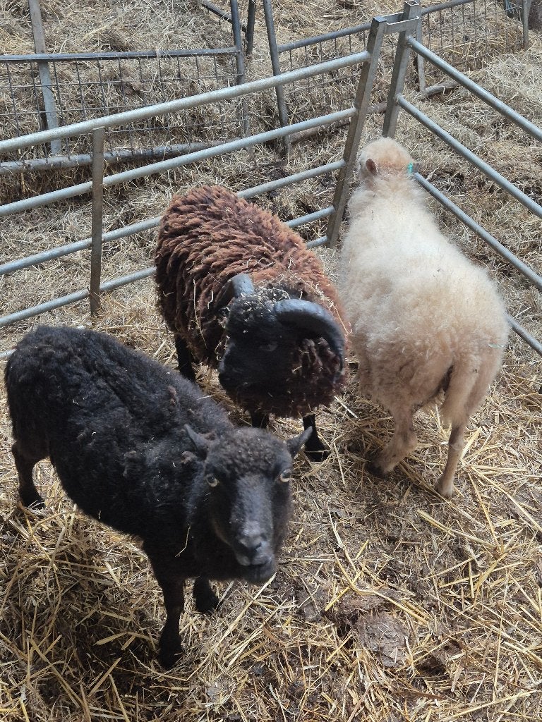 Ouessant ooien, Dieren en Toebehoren, Vrouwelijk, Schaap
