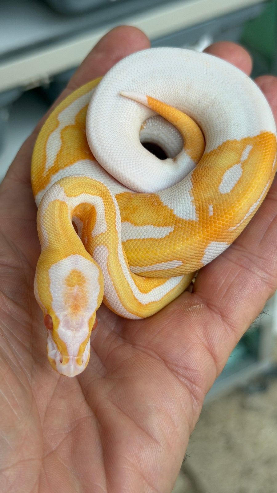 Super mooie albino pieds ball python Ball Python - unknown for sale from Morphisticated Ball Pythons