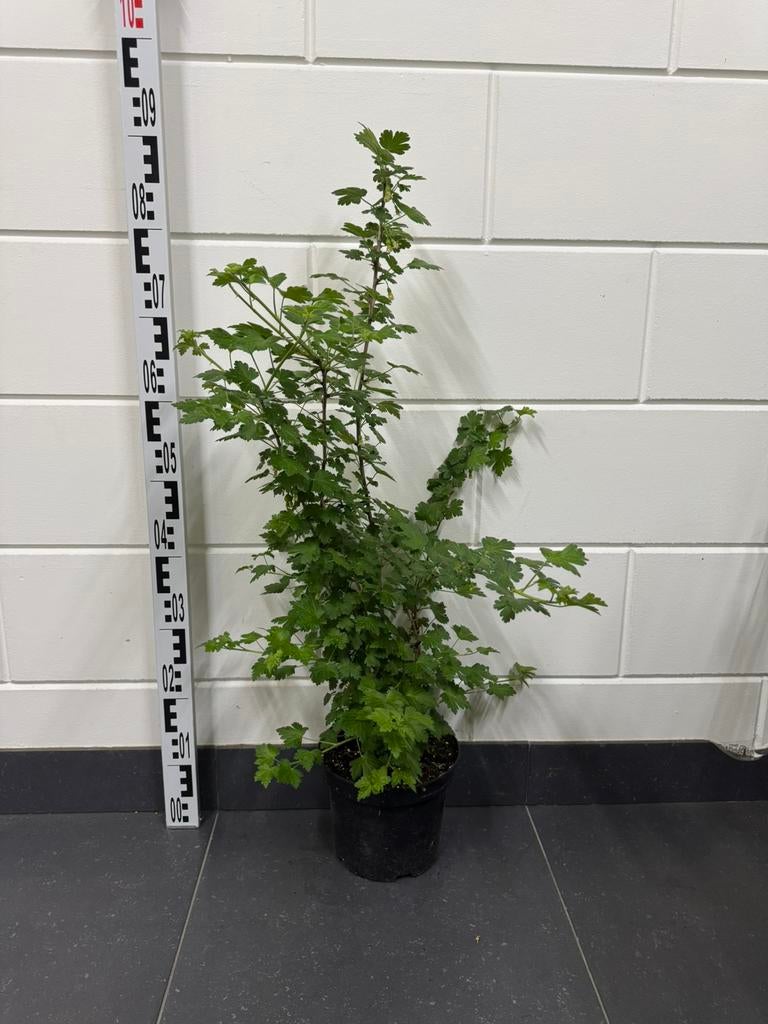 Ribes uva-crispa (Kruisbes) 80cm, Tuin en Terras, Ophalen of Verzenden, Overige soorten, Struik, Minder dan 100 cm
