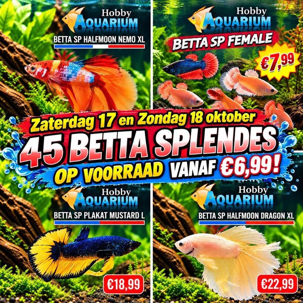 Hobbyaquarium Betta Splendes Zaterdag 17 Oktober 10 tot 17 u, Dieren en Toebehoren, Vis, Zoetwatervis