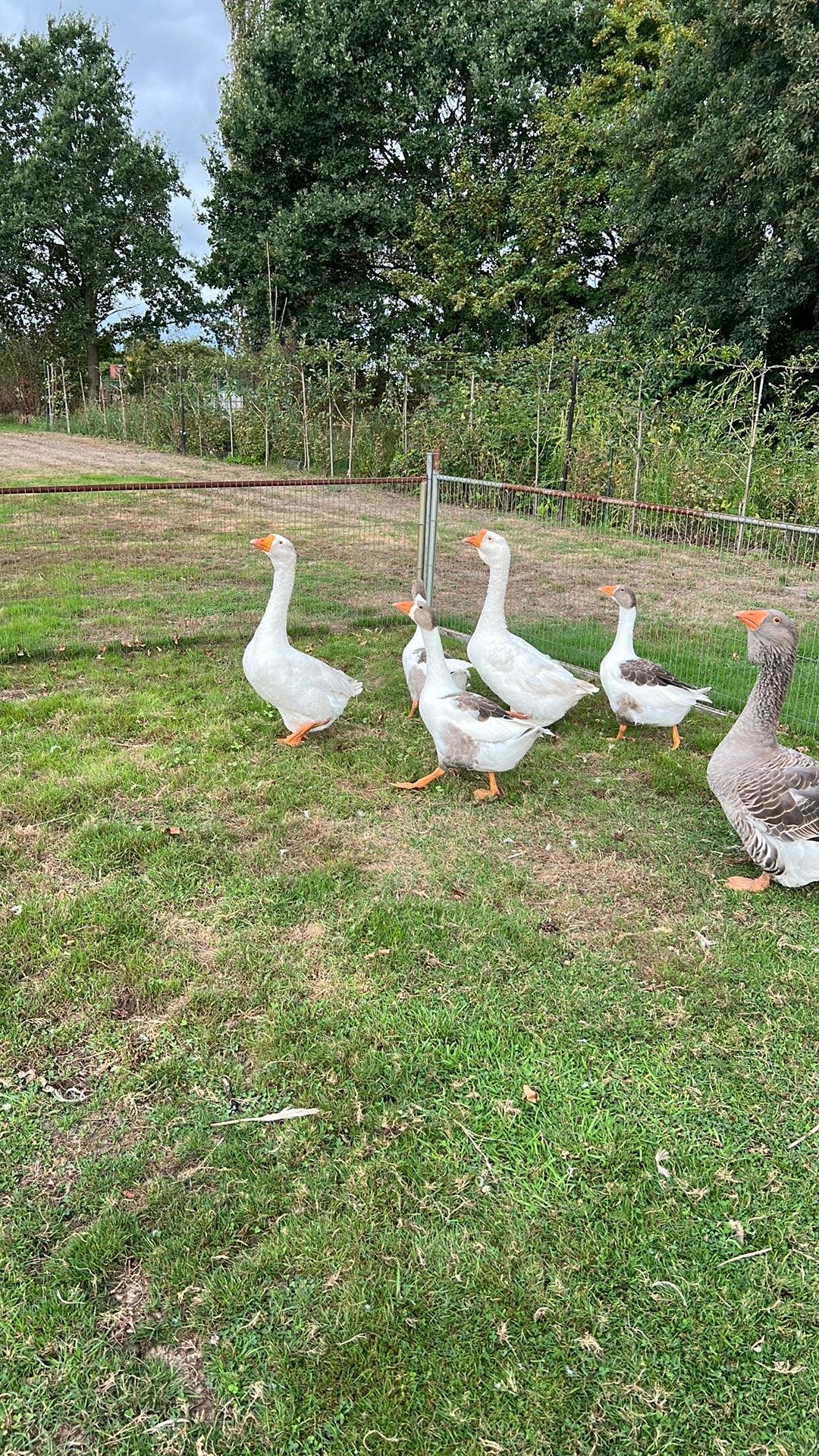 Afrikaanse knobbelganzen 2023, Dieren en Toebehoren, Pluimvee, Meerdere dieren, Eend