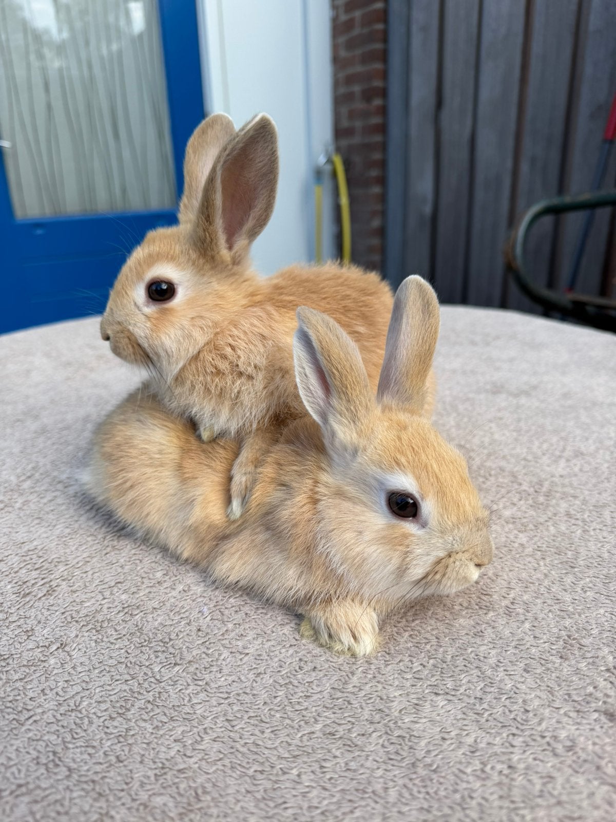 Mannetjes konijn tekoop! Minilop, Dieren en Toebehoren, Meerdere dieren, Dwerg