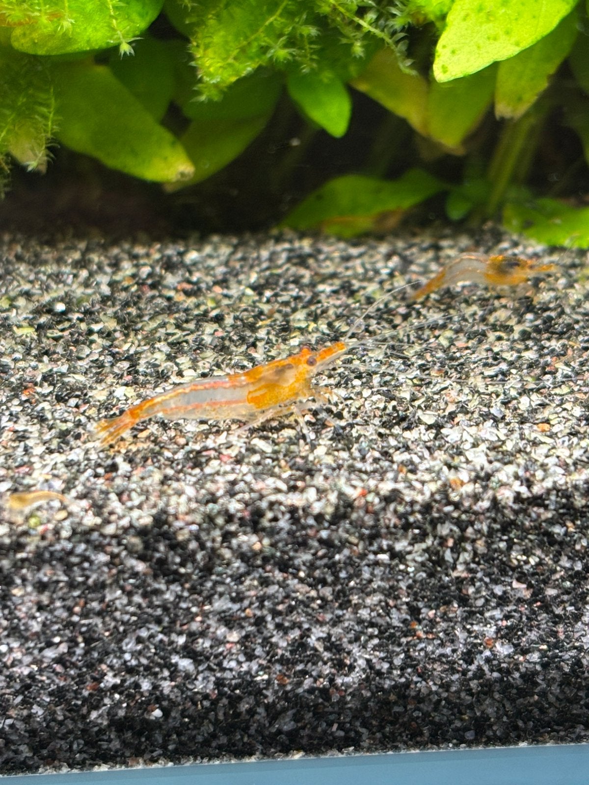 Oranje Rili Garnalen, Kreeft, Krab of Garnaal, Zoetwatervis, Schoolvis