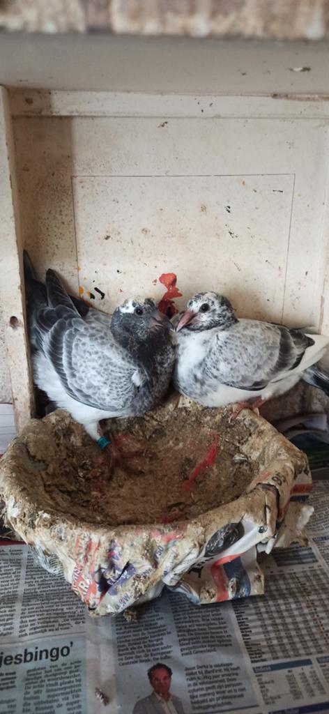 Postduiven koppel schimmels, Dieren en Toebehoren, Vogels | Duiven, Meerdere dieren, Postduif
