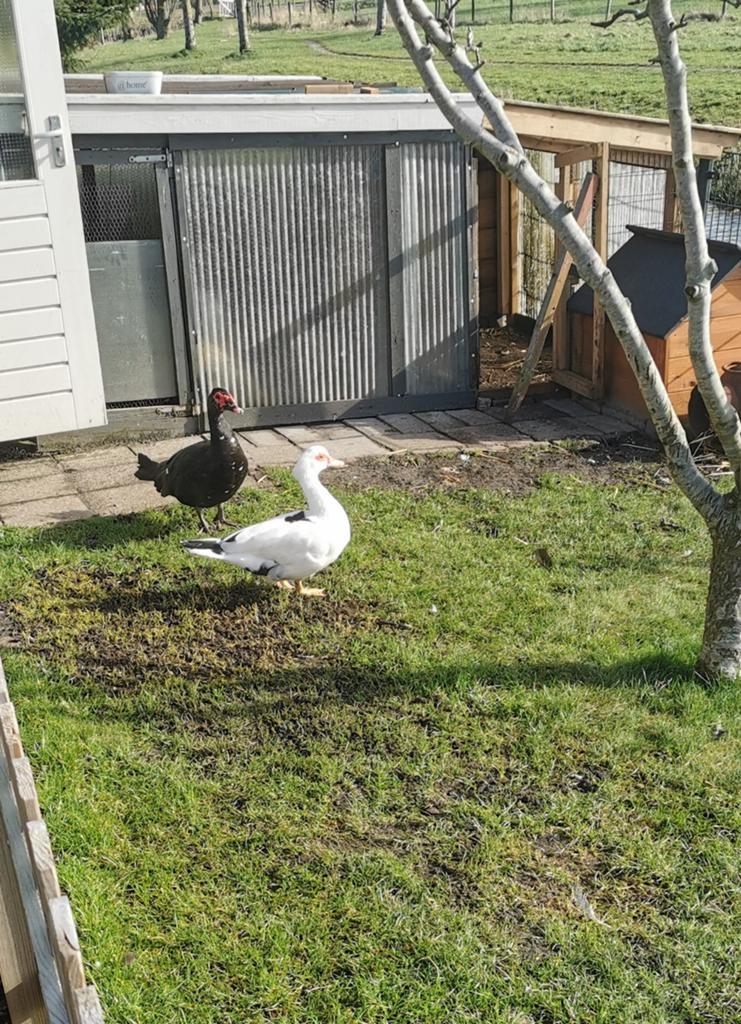 Eenden, Dieren en Toebehoren, Pluimvee, Meerdere dieren, Eend