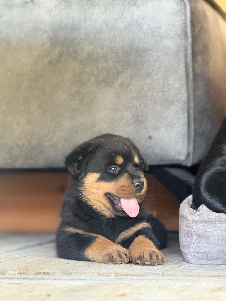 Nog de echte rottweiler pups, Dieren en Toebehoren, 8 tot 15 weken, Meerdere, Meerdere dieren, Rottweiler