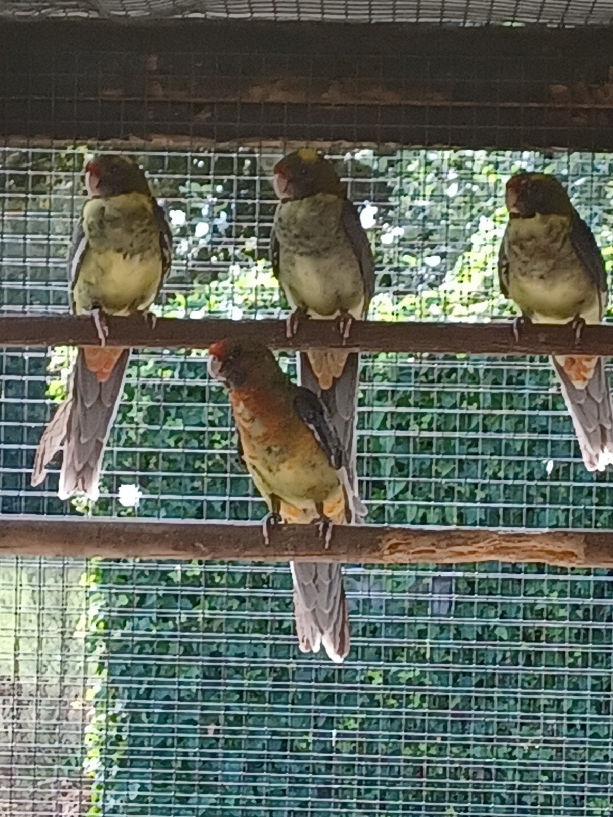 pennant rosella parkieten roodbont, Dieren en Toebehoren, Vogels | Parkieten en Papegaaien, Meerdere dieren, Parkiet, Geringd