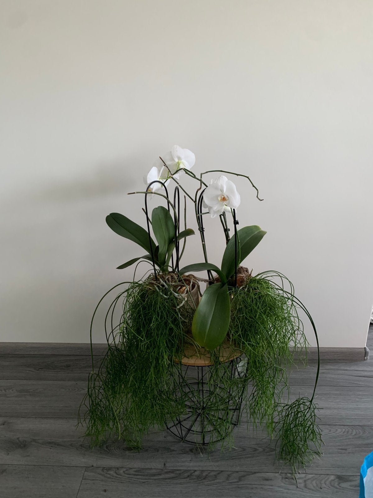 Orchideeën in pot, Huis en Inrichting, Ophalen of Verzenden, In pot, Halfschaduw, Minder dan 100 cm
