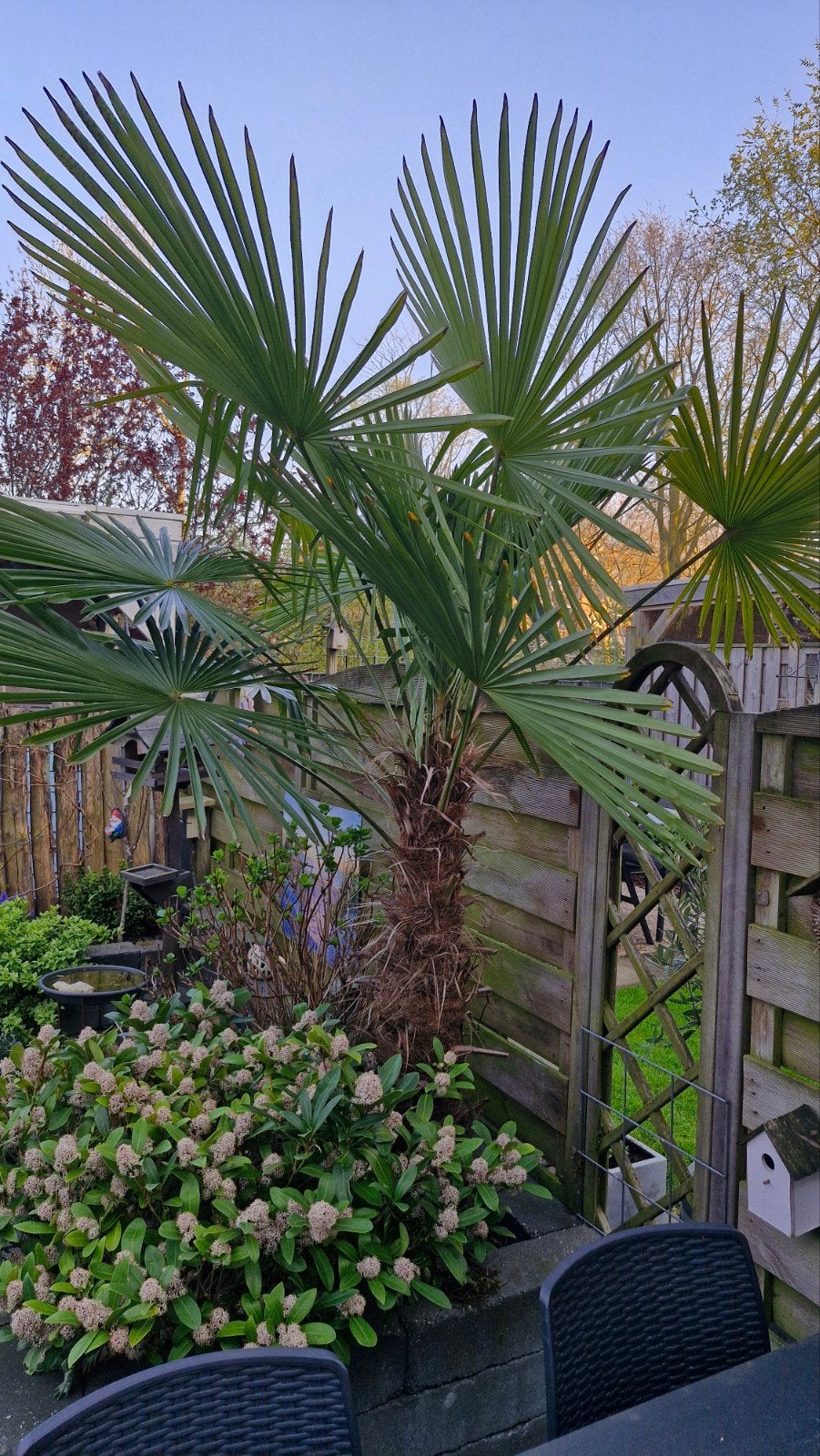 Palmboom (Trachycarpus Fortunei) - Winterhard!, Tuin en Terras, Planten | Bomen, Volle zon, Bloeit niet, Ophalen of Verzenden