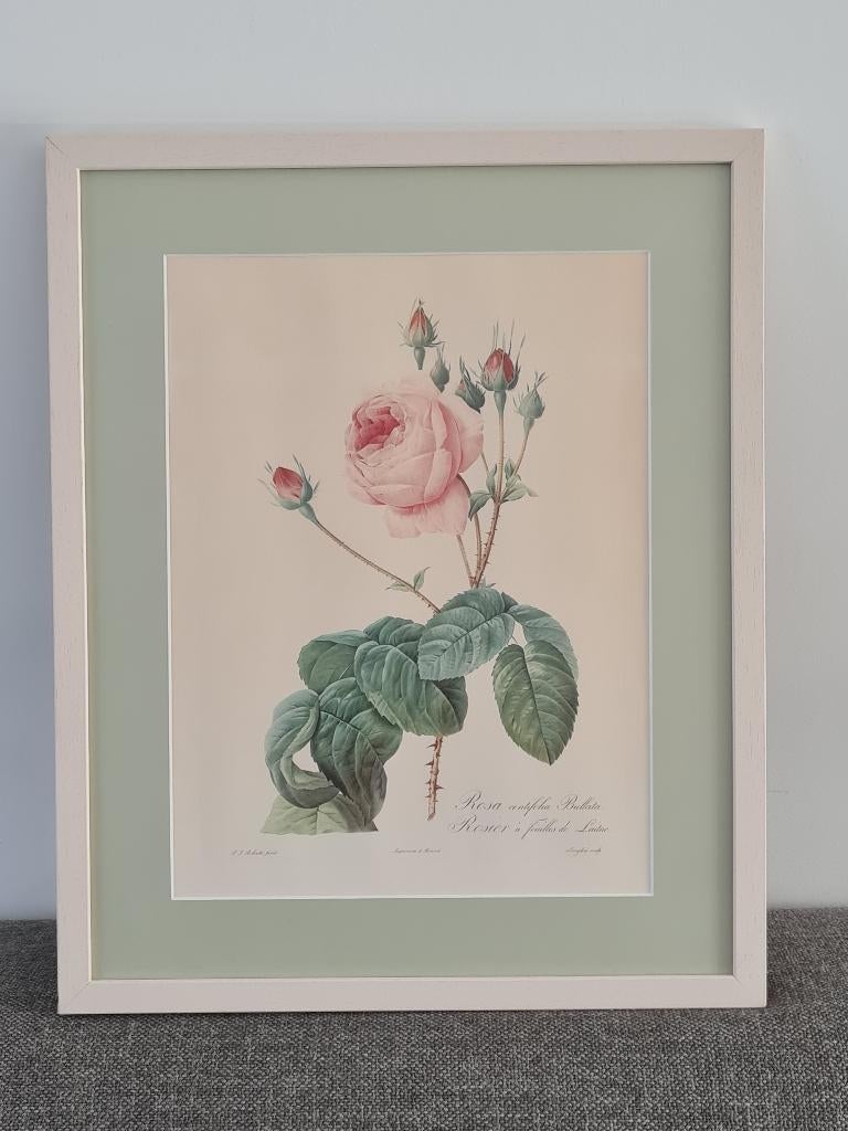 Prachtige kader : litho Rosa Centifolia Bullata -P.J.Redouté, Ophalen of Verzenden