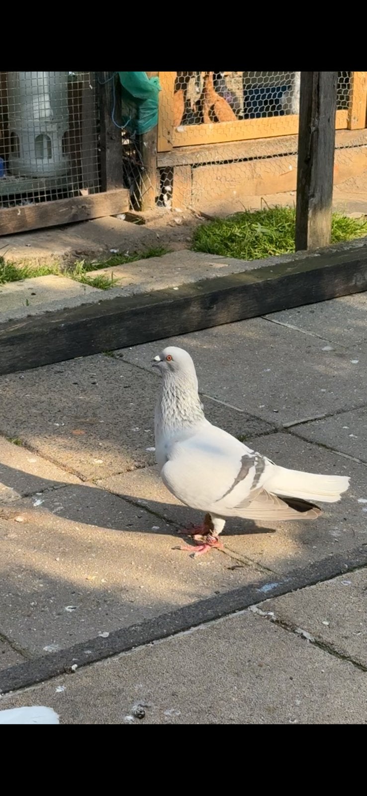 Duiven, Dieren en Toebehoren, Mannelijk