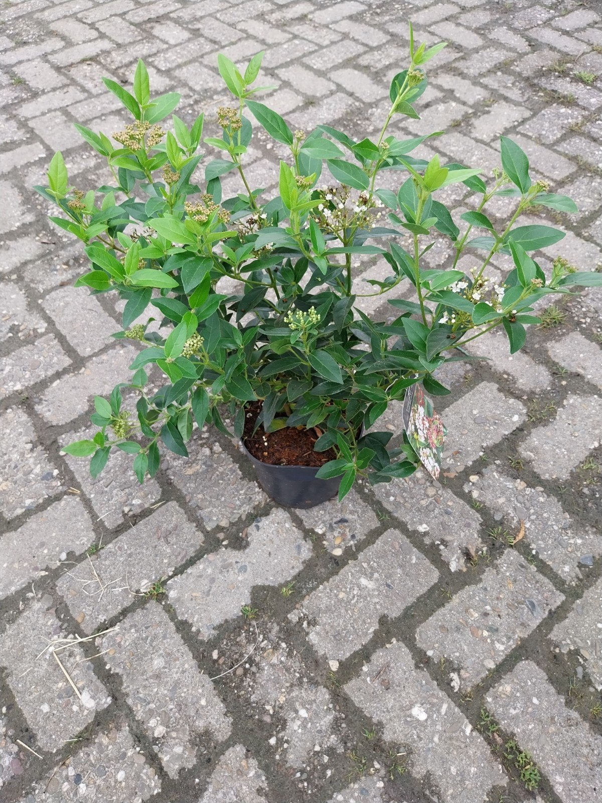 Viburnum tinus 'Eve Price' - Wintergroene Sneeuwbal, Volle zon, Vaste plant, Winter, Ophalen