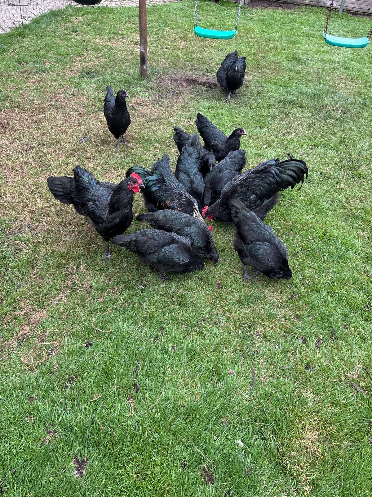 Australorp kippen en haan, Dieren en Toebehoren, Pluimvee, Meerdere dieren, Kip