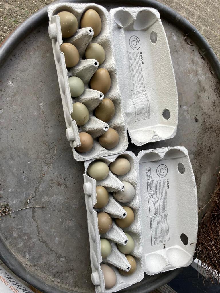 Fazanten broedeieren te koop, Dieren en Toebehoren, Pluimvee, Geslacht onbekend, Kip